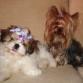 La shih tzu Bilma con 3 meses