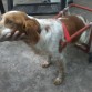 probando el carro