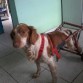 probando tirantes