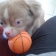 Vamos, Vamos que quiero jugar!! tirame la pelota!
