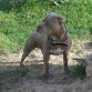 Canelo pitbull.