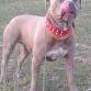 Canelo fawn.