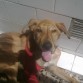 Shyva,tomando el sol.
Su patita ya esta casi curada,falta 2 semanas para su recuperación 100%. Y ya poda volver andar con normalidad sin cojear ^^