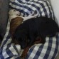 Danko y Kai durmiendo como bebés
