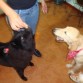 comiendo sus galletas caseras para perros
