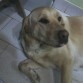 Esta es Pupi, es una hermosa  hembra labrador, muy fuerte y cariñosa...