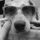 Una pequeña sesión de fotos de Pucca con lentes de sol. Ella vive su vida relajada :)