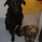 Moro y tonta posando