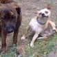 aqui tenia 4 meseconcitos mas o menos con su amigo el chusky hhaha