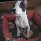 4 meses corte de orejas