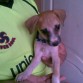 Este es pinky mi perro.