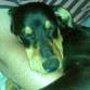Max durmiendo
