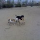 mi pitbull jugando con sus amigos 