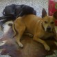 Danko y Lola