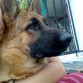 Udon (6 meses)
