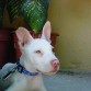 Orejas de Conejo xD