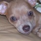 Ella es Shila la Nueva Bebe de mi Tio.La buscamos  luego de la Muerte de Bongo
