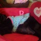 Mi perrita dos dias antes de parir... =) preciosa verdad??? A little Princess!!