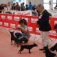 Exposición canina Vic 2011
Viel de Caprichitos
Clase Intermedia: EXC 1º - CAC
