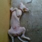 Asi duerme el xD