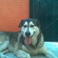 ESTE ES SOLO-VINO ES UNA MEZCLA DE LOBO SIBERIANO, EL LLEGO UN DIA A LA CASA Y LLEGO PARA QUEDERSE ES UN PERRO MUY NOBLE Y SENTIMENTAL