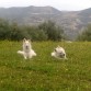 Thais de Real Corte de las Arcanas y Hewie du Mont de Séne jugando por el campo