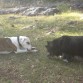 Oliendo el hueso de Kai....
