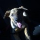 De cachorrete