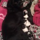 mi reina con sus 4 cachorros!