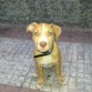 cachorrita
