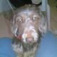 MOLT MACO