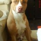 Soy Byron (Bairon) y soy un Pit Bull Terrier puro que busca novia guapa