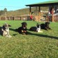 Entrenamiento Obediencia