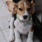 es mi perrita paris!!!!!!!!!!!!!!!!!!!!!!!!