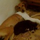 Nana junto con Shyva haciendole compañia,tras dos días después de su operación de la patita.