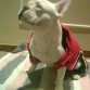 Bongo con su chandal de españa.