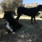 En el campo con sus hermanillos (Danko y Kai)