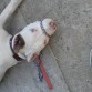 De paseo