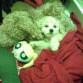 aki tenemos a Coffeto, se le dio todo el amor pero desde que regreso de casa de sus anteriores dueños el ya no fue el mismo......hay lo tenemos con sus peluches favoritos