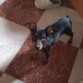 hola!soy lucky y aqui estoy posando para mi mami!!