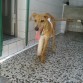 shyva felizmente por el gran cuidado y cariño que le estamos dando para que se recupere pronto y pueda  volver a jugar y brincar como lo ha hecho asta ahora.