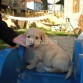 Aquí veis a mi cachorrito en el anuncio donde se vendia... Que cosita...