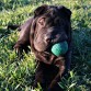 4 meses (sin separarse de su pelota)
