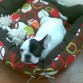 se vende bulldog frances con 3 meses, lo vendo por cambio de residencia es un perro buenisimo y encantador gracias
se vende con todo correa, comida, colonia, toallitas, y cojin de dormir