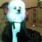 ES EL PRINCIPE DE LA KSA,ROCKO CON SU KPA DE DRACULA.ES HERMOSO Y MUY CARIÑOSO.