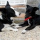 thor y rony