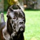 cane corso España, Alonso de La Mirage de Torrellas