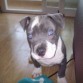 Hola soy Neka una cachorrita de american blue preciosa con unos ojos azules impresionantes !=)