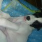De cachorrita