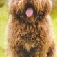 perro de aguas español